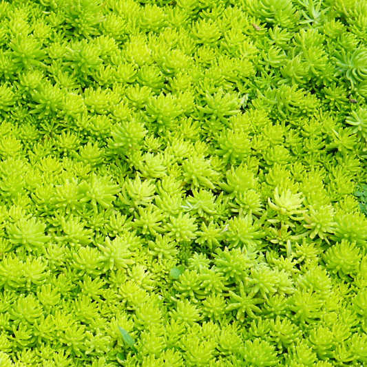 Stonecrop 'Lemon Ball'