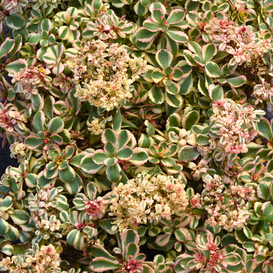 Stonecrop 'What a Doozie'
