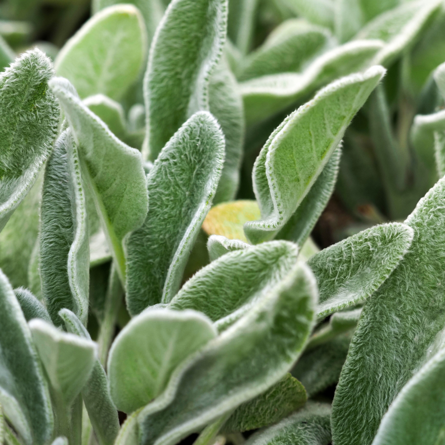Lamb's Ear
