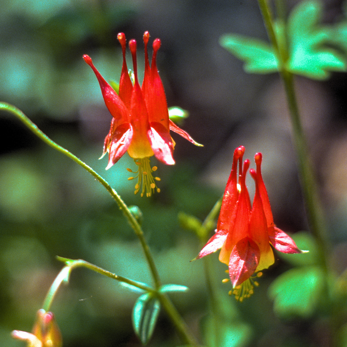 Columbine ‘Little Lanterns’