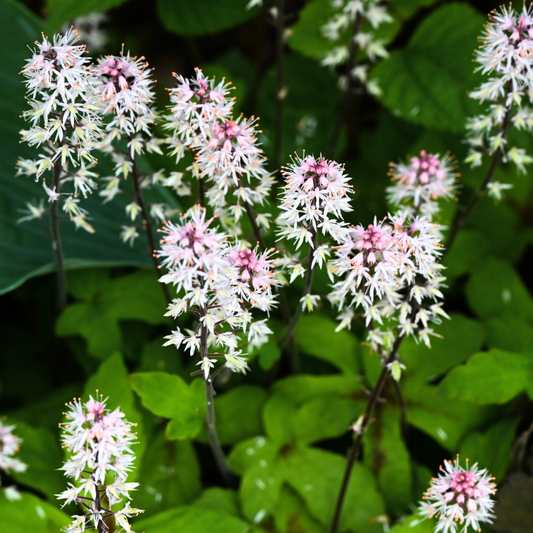 Foamflower ‘Sugar Scoop’