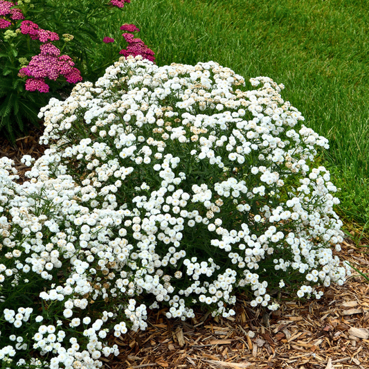 Yarrow 'Peter Cottontail'