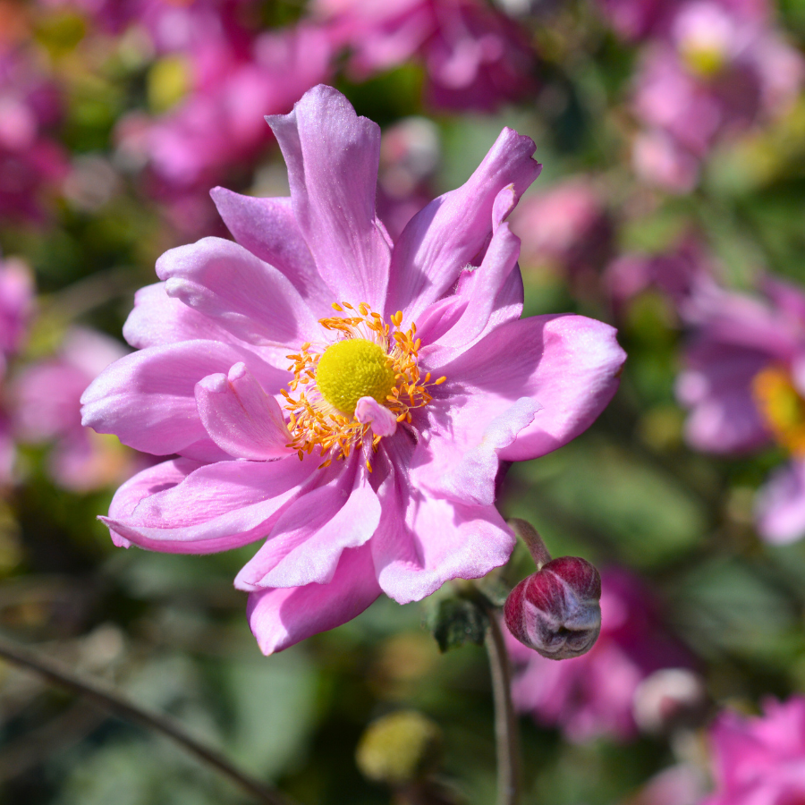 Japanese Anemone 'Windflower'