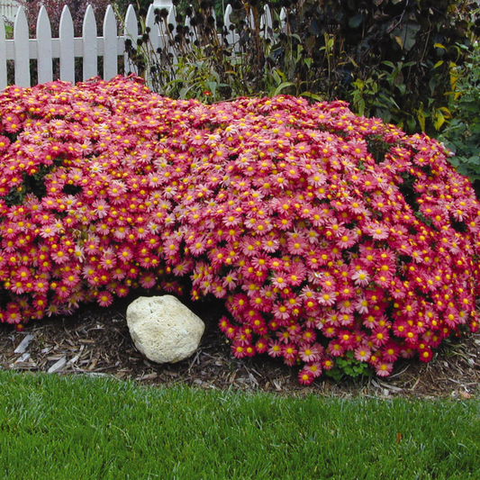 Mammoth Garden Mum