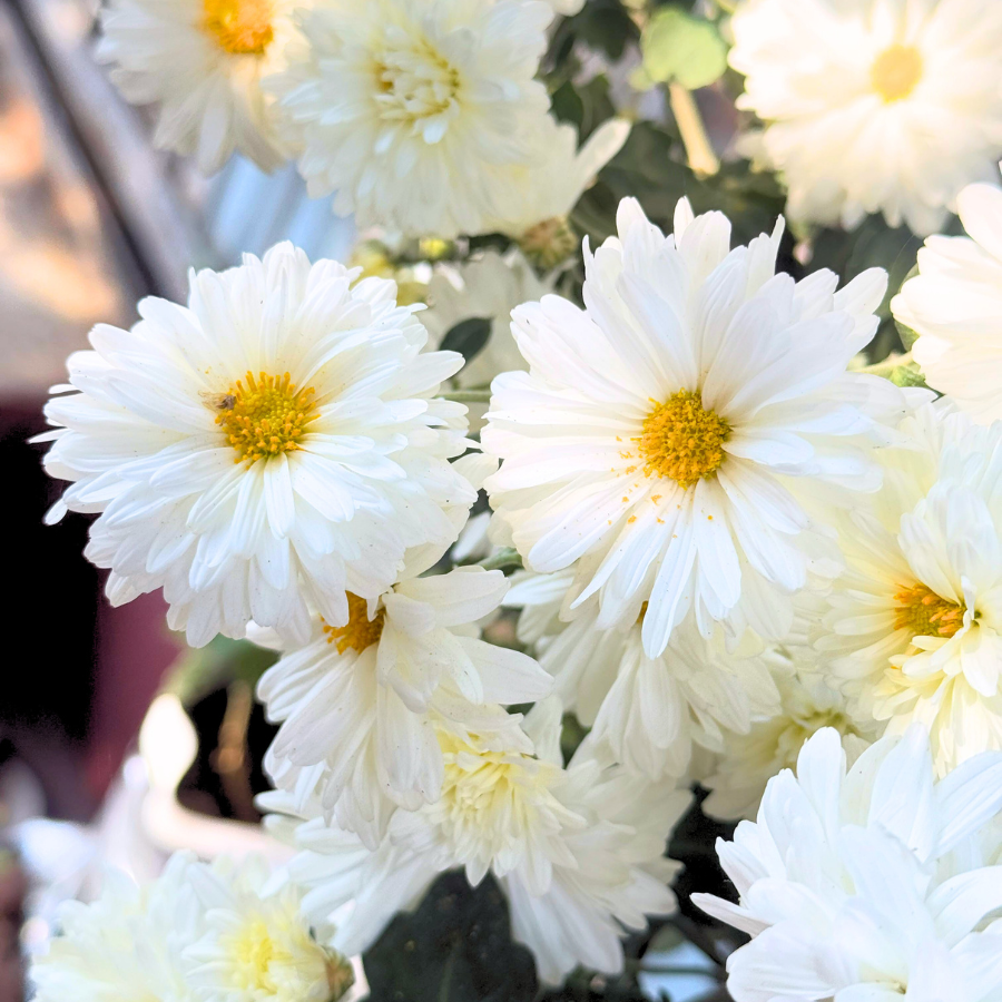 Mammoth Garden Mum