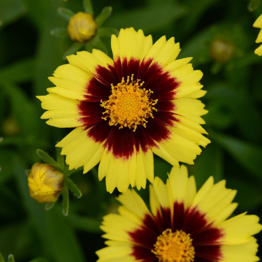 Tickseed 'UpTick™' Series