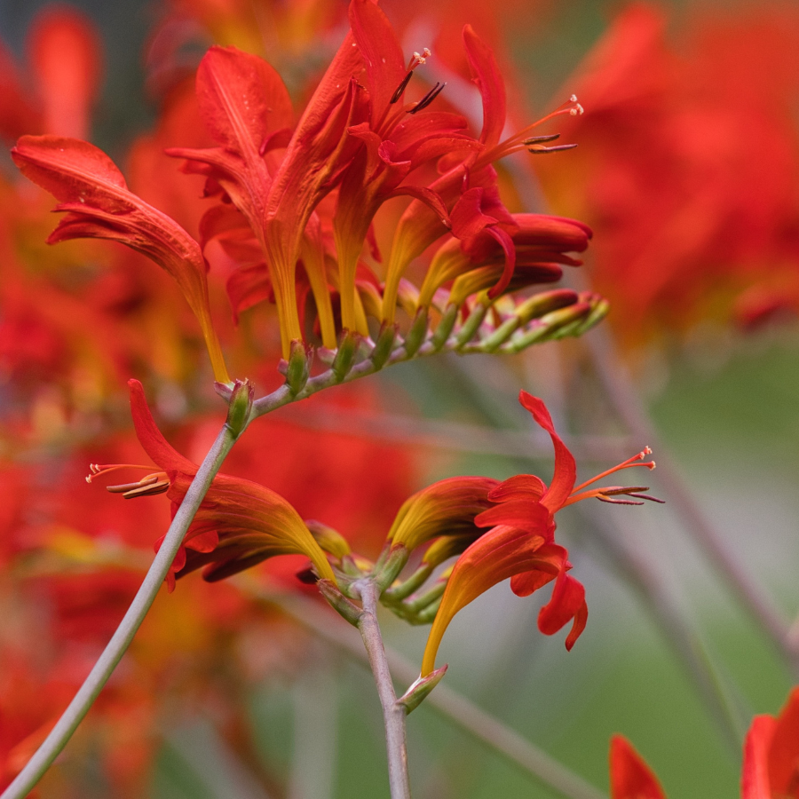 Montbretia