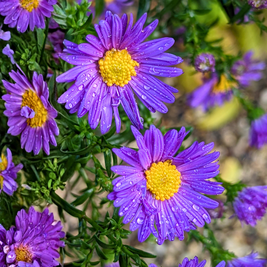 Alpine Aster ‘Dark Beauty’