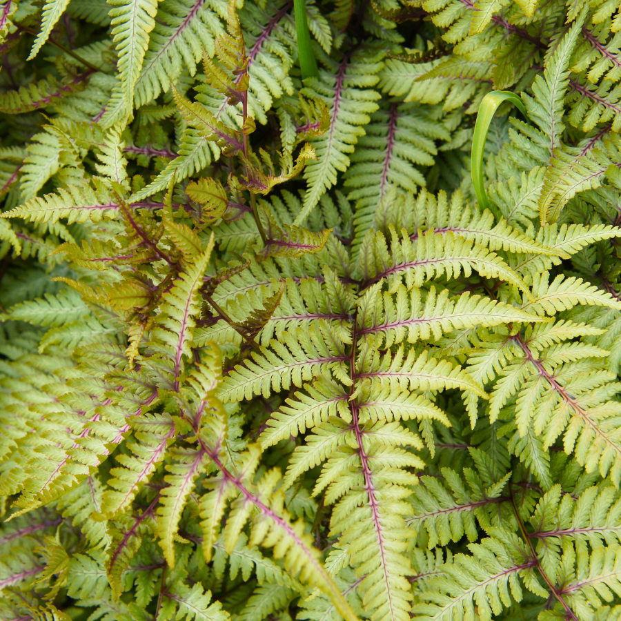 Japanese Painted Fern