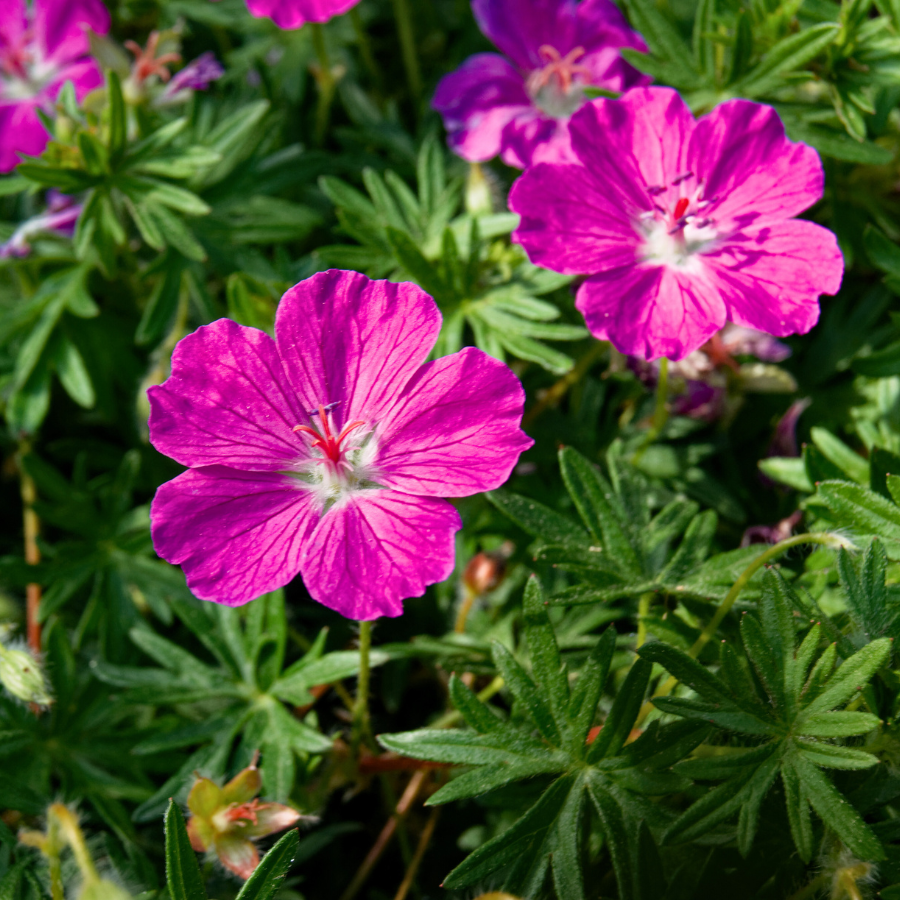 Cranesbill  Bloody 'Tiny Monster' Geranium