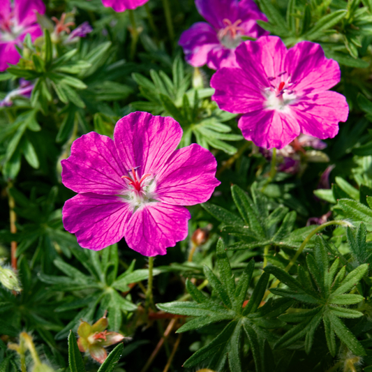 Cranesbill  Bloody 'Tiny Monster' Geranium