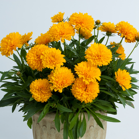 Tickseed ‘Solanna’