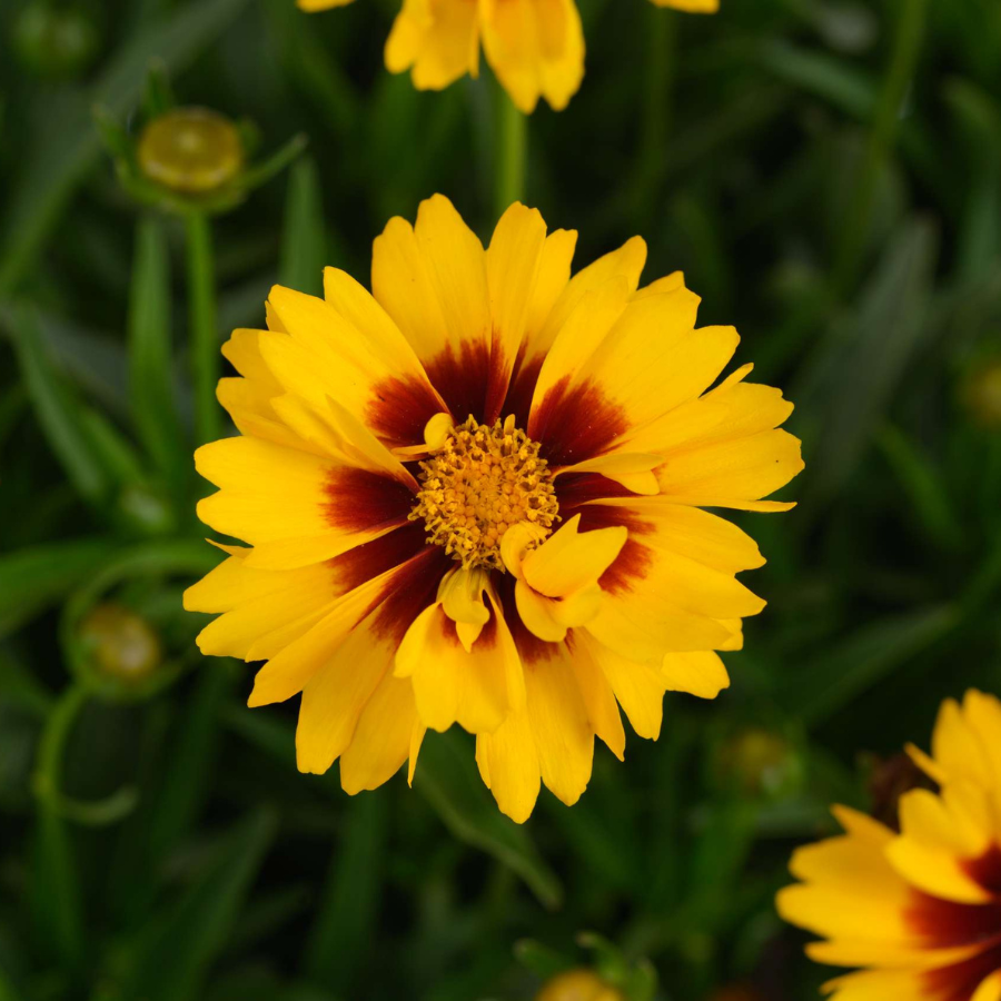 Tickseed ‘Solanna’