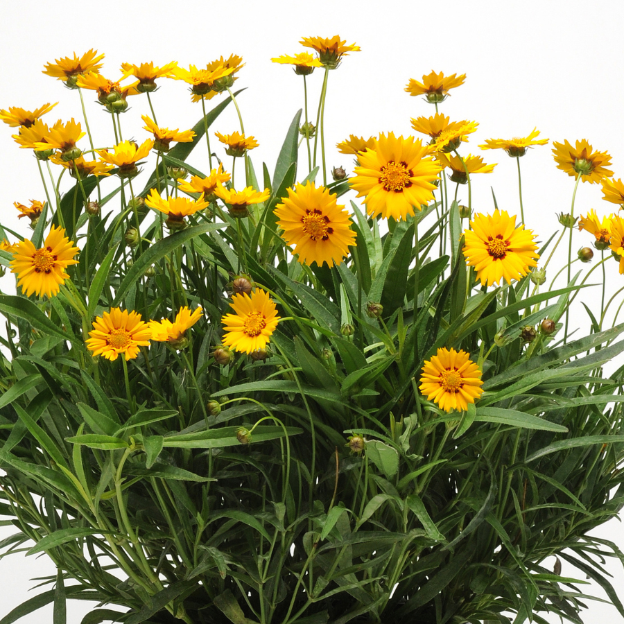Tickseed