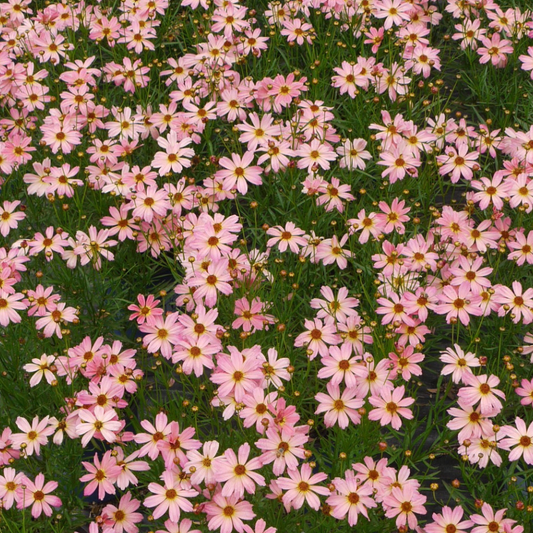 Tickseed 'Permathread'