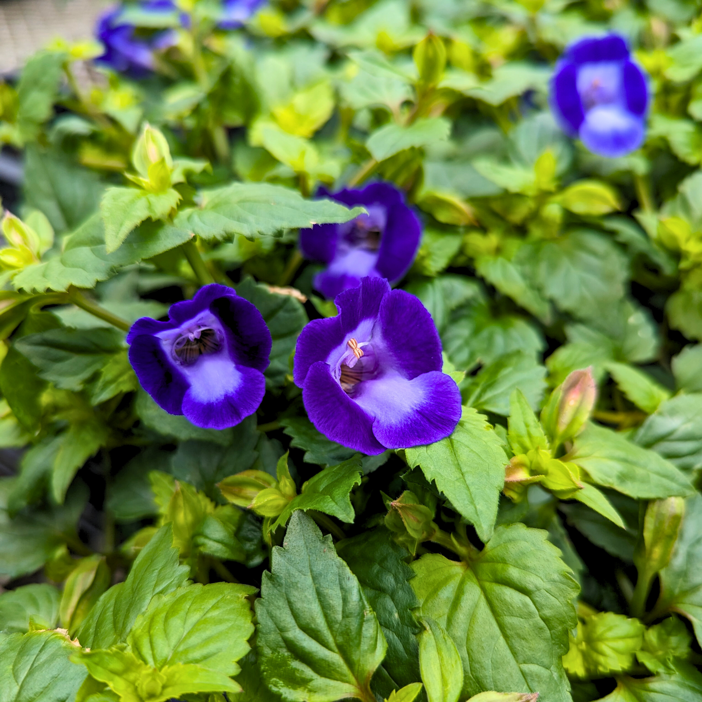 Torenia 'Summer Wave Bouquet'