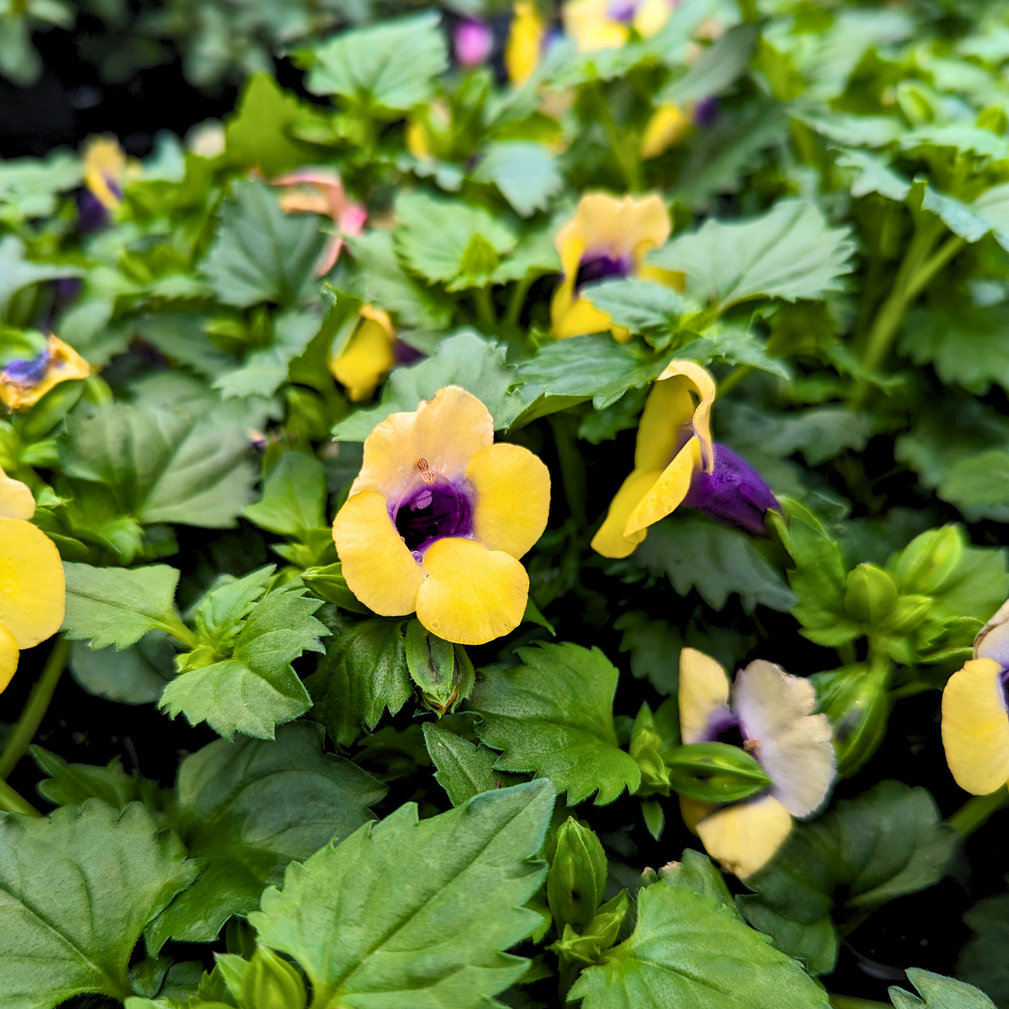 Torenia 'Summer Wave Bouquet'
