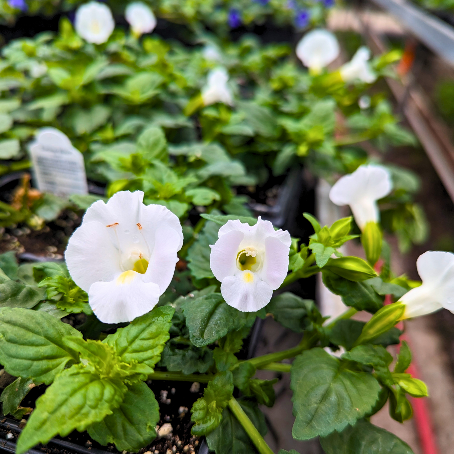 Torenia 'Summer Wave Bouquet'