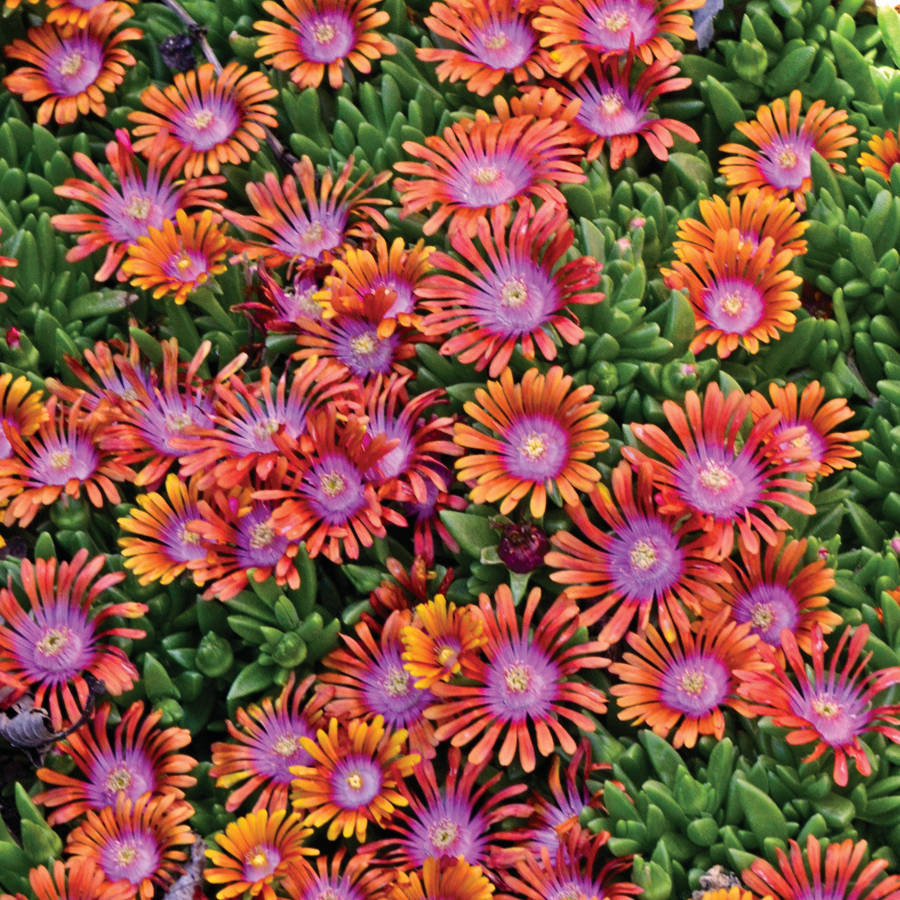 Ice Plant ‘Fire Spinner®’