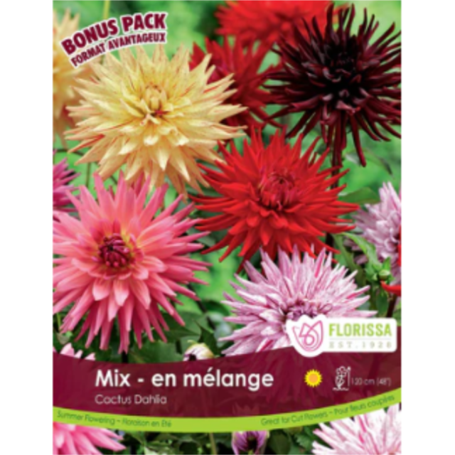 Dahlia Cactus Mix 4/Pkg