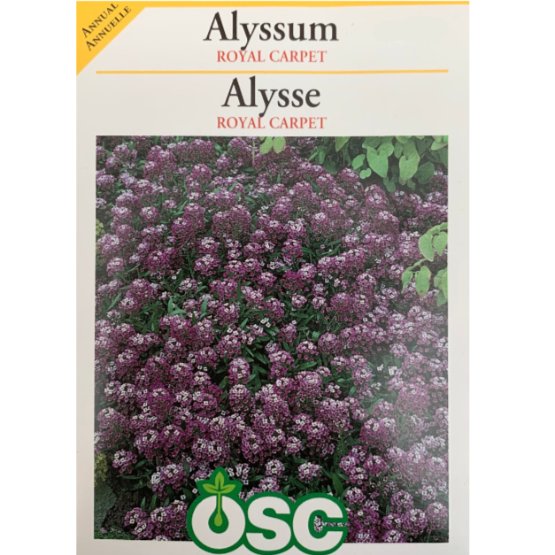OSC Seeds Alyssum Royal Carpet Pkg