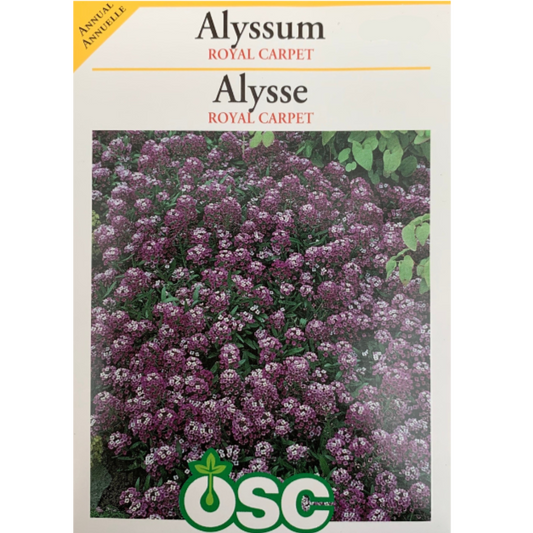 OSC Seeds Alyssum Royal Carpet Pkg.