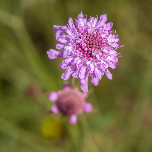 Pincushion 'Flutter™'