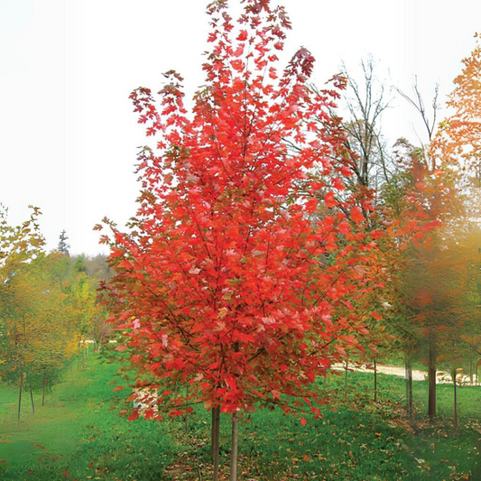 Maple 'Red'