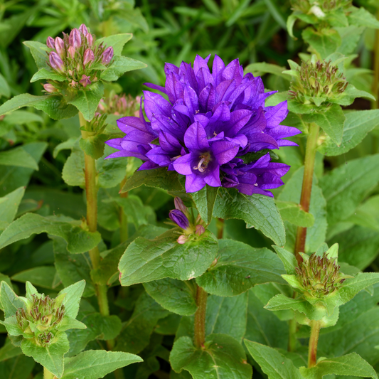 Clustered Bellflower 'Superba'