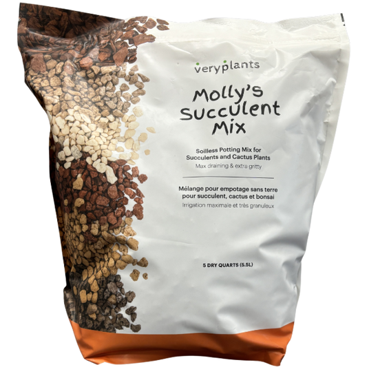Molly's Succulent Mix 5.5L