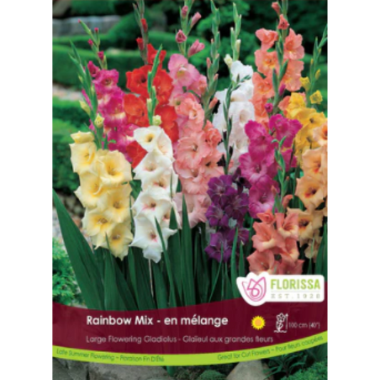 Bulbs Gladiolus Rainbow Mix 30/Pkg.