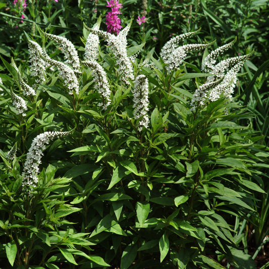 Gooseneck Loosestrife