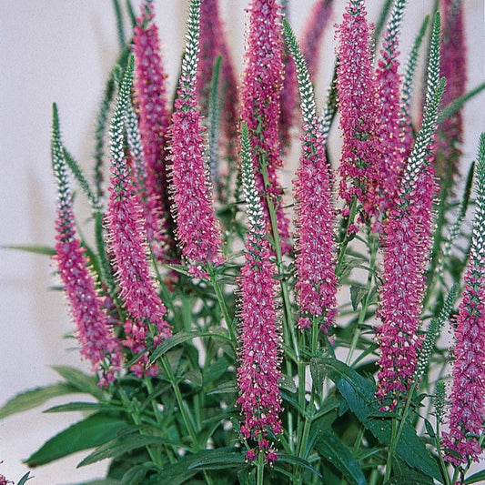 Veronica 'Red Fox'