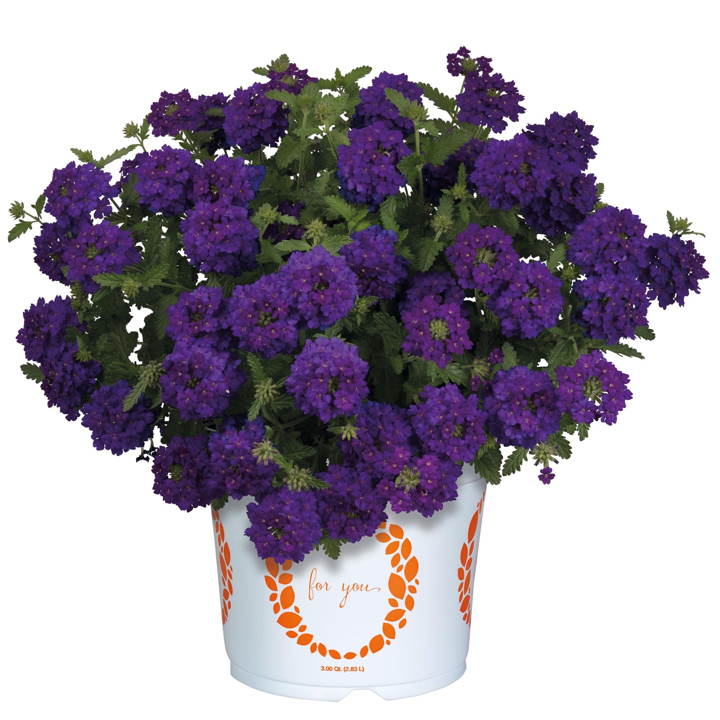 Verbena 'Empress Sun'