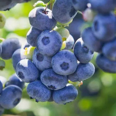 Half-Highbush Blueberry 'Chippewa'