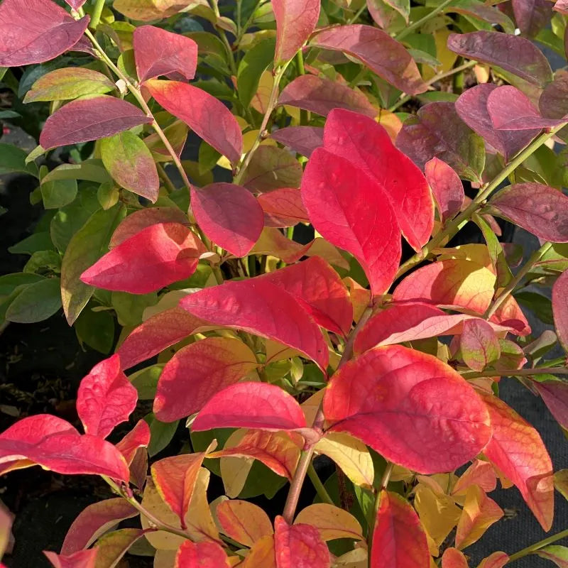 Half-Highbush Blueberry 'Sky Dew® Gold'