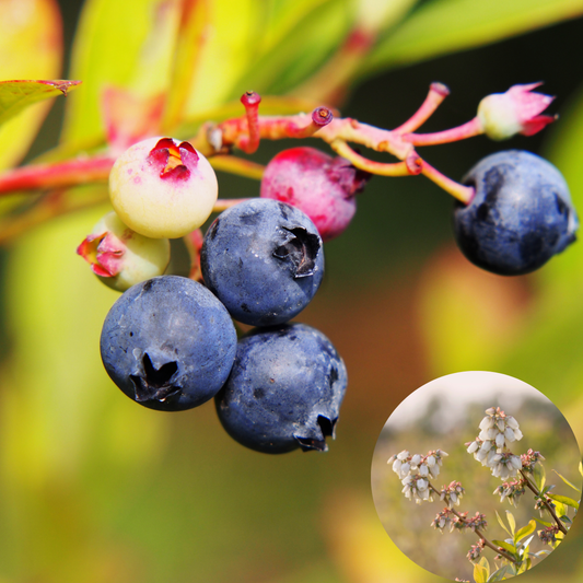 Half-Highbush Blueberry 'Polaris'