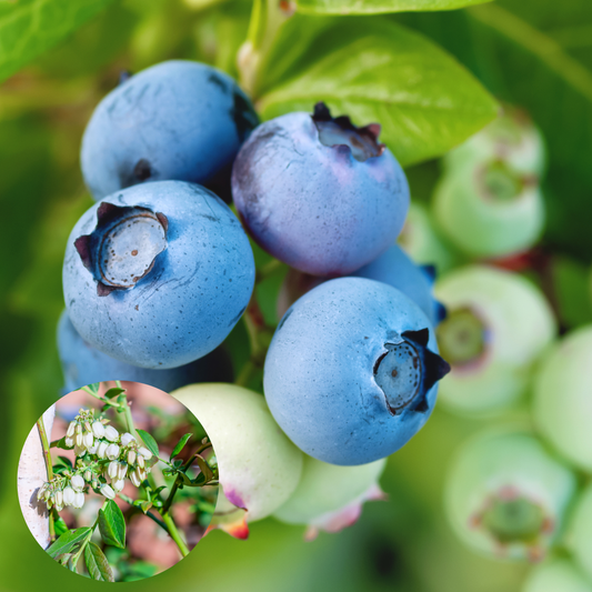 Blueberry 'Duke' Highbush