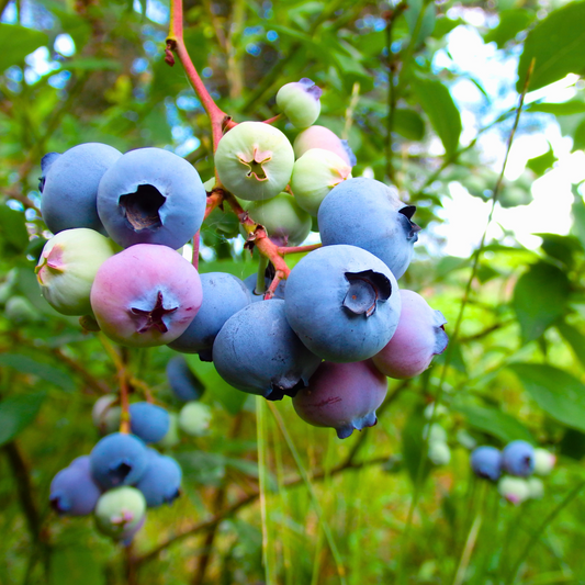 Blueberry 'Spartan' Highbush