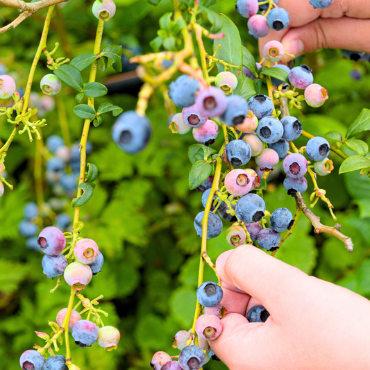 Blueberry 'Bluejay' Highbush