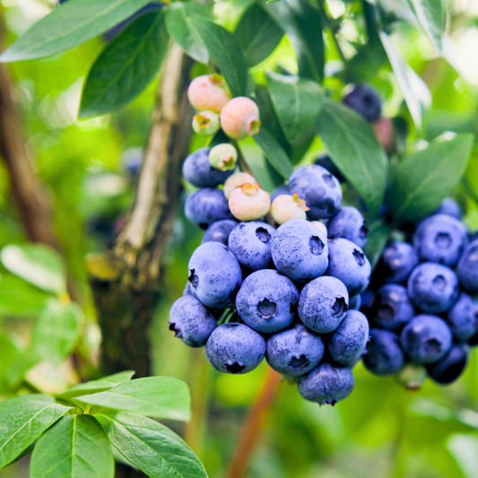 Blueberry 'Northcountry' Half-Highbush