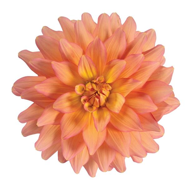 Dahlia 'XXL'