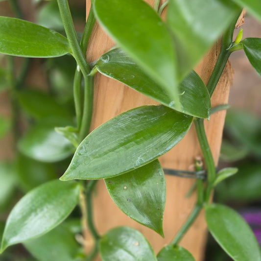 Orchid Vanilla Flat-Leaved