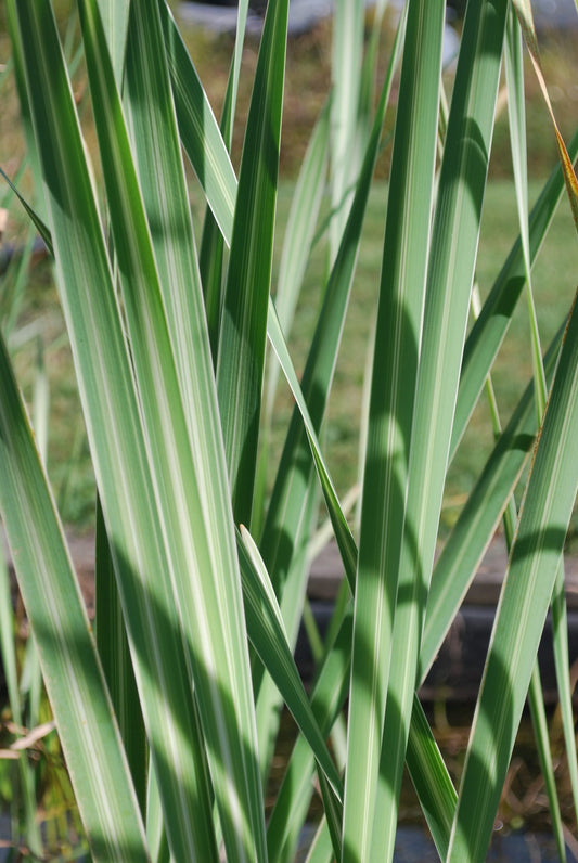 Variegated Cattail