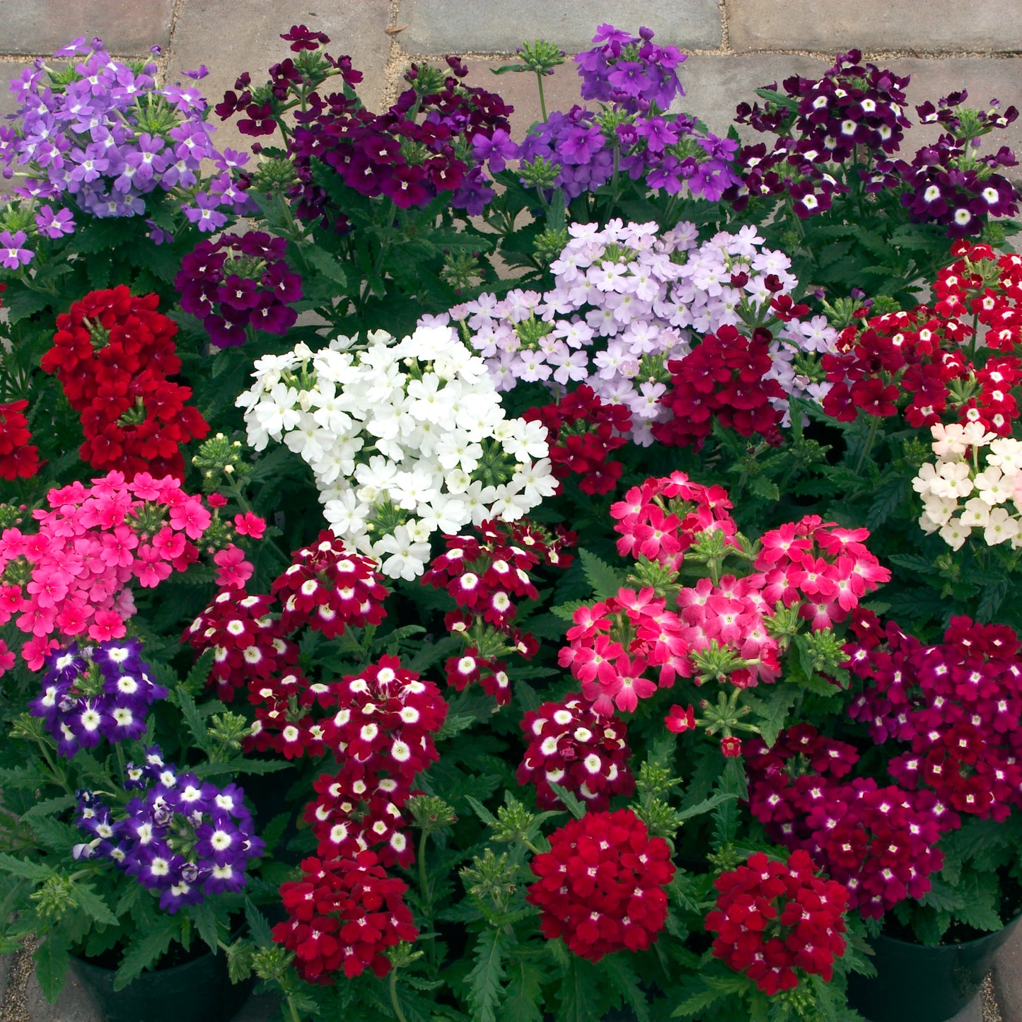 Verbena 'Obsession'