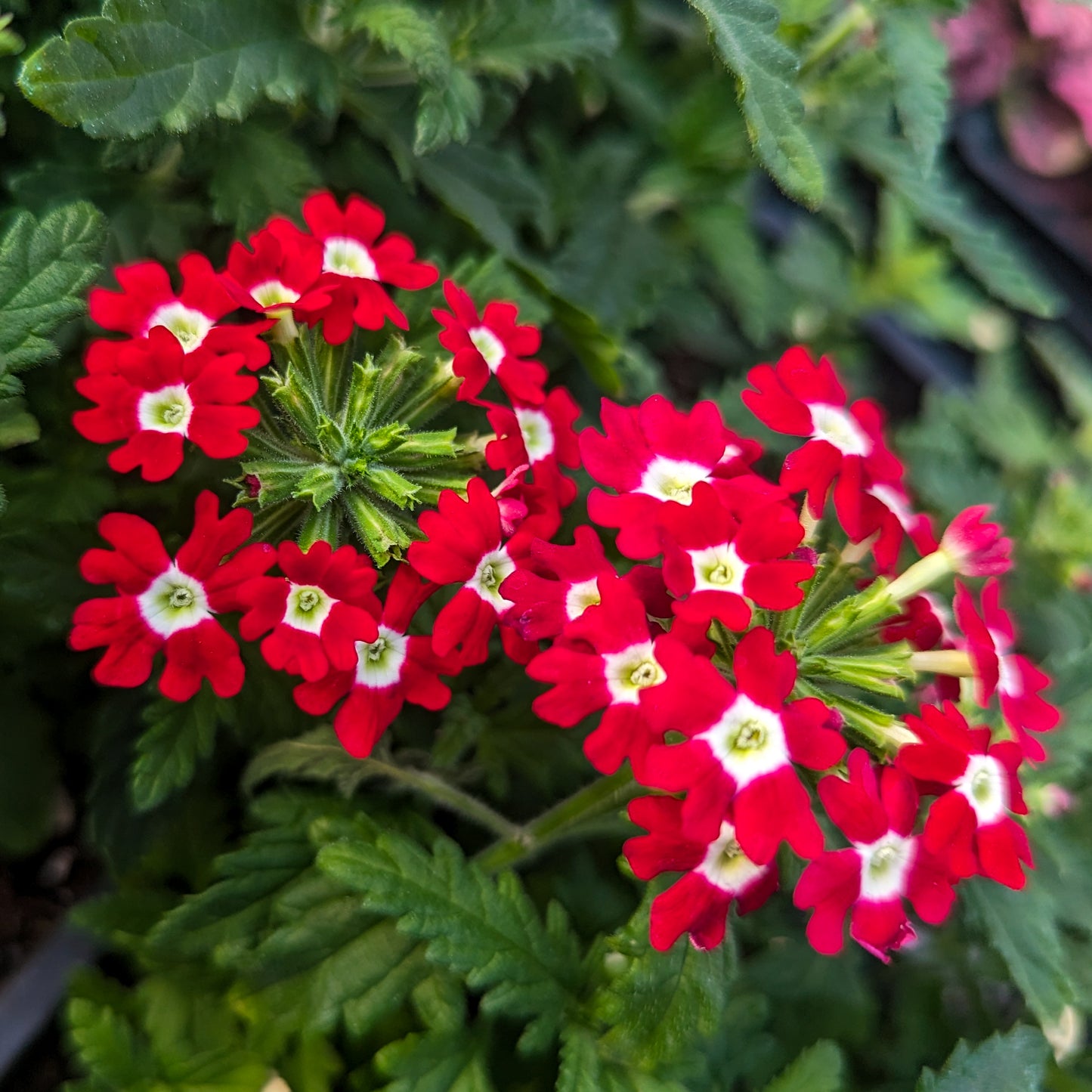 Verbena 'Obsession'