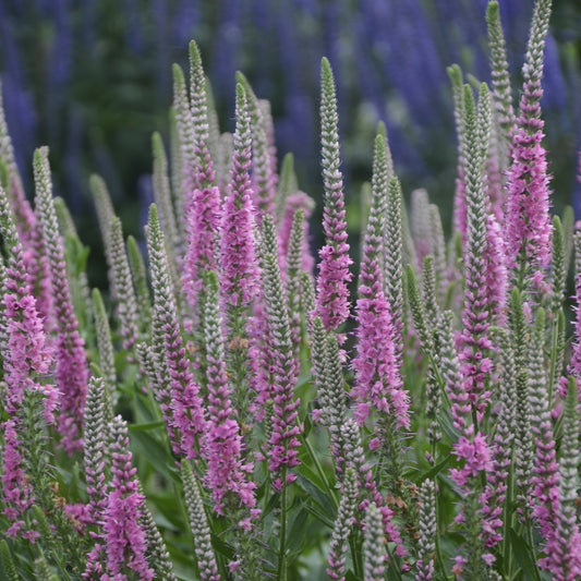 Speedwell 'Perfectly Picasso'