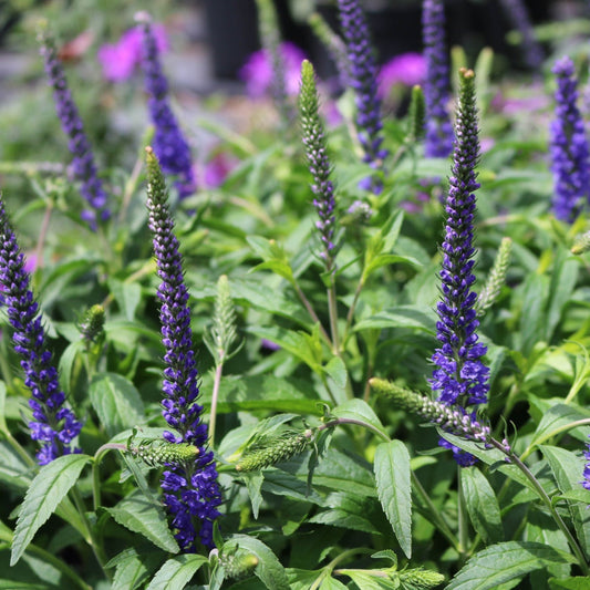 Speedwell 'Royal Candles'