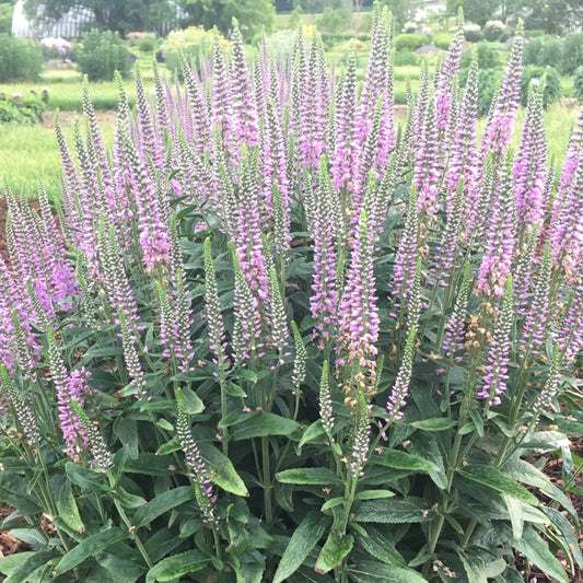 Spike Speedwell 'Lavender Lightsaber'