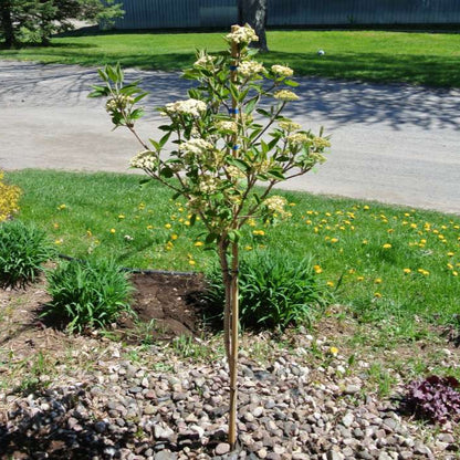 Viburnum 'Wayfaring Tree'